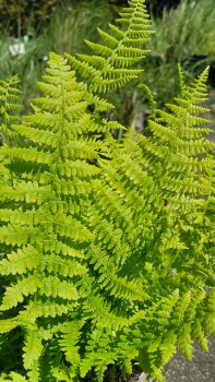 Athyrium filix-femina - Frauenfarn